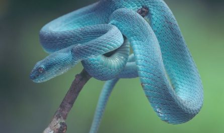 Dream about being bitten by a blue snake : Meaning & Interpretations