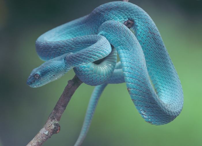 Dream about being bitten by a blue snake : Meaning & Interpretations