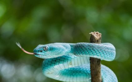 Dreams About Killing Blue Snakes : Meaning & Interpretations