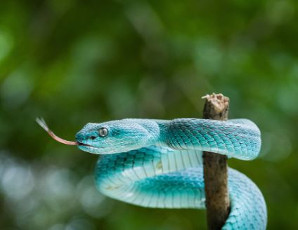 Dreams About Killing Blue Snakes : Meaning & Interpretations
