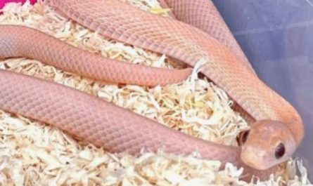 Dreams About Killing a Pink Snake : Meaning & Interpretations