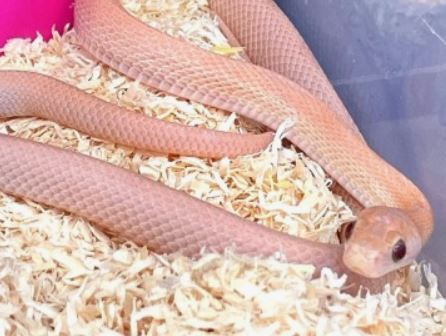 Dreams About Killing a Pink Snake : Meaning & Interpretations