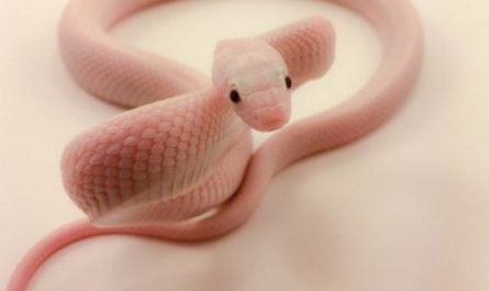 Dream about being bitten by a pink snake : Meaning & Interpretations