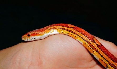 Dream about being chased by an orange snake : Meaning & Interpretations