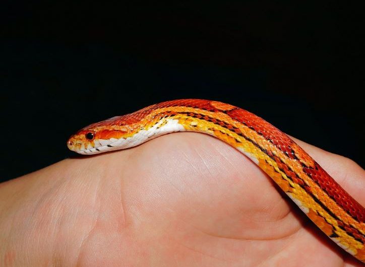 Dream about being chased by an orange snake  : Meaning & Interpretations