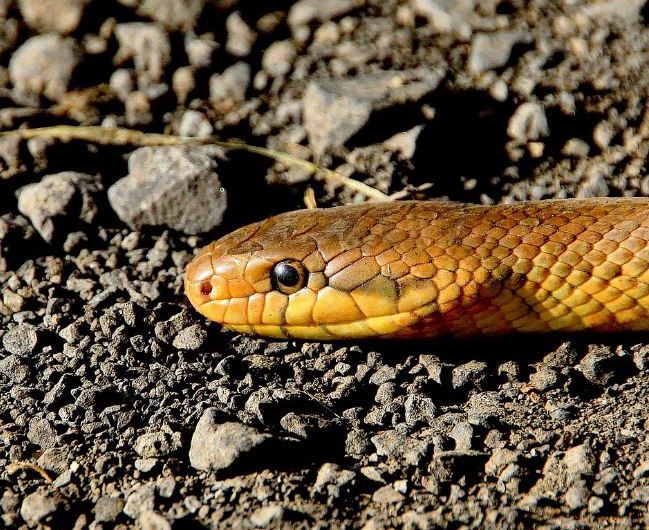 Dream about orange snake : Meaning & Interpretations