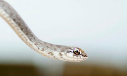 Dreaming of killing a grey snake : Meaning & Interpretations