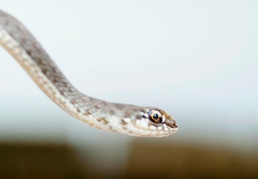 Dream about gray snake : Meaning & Interpretations