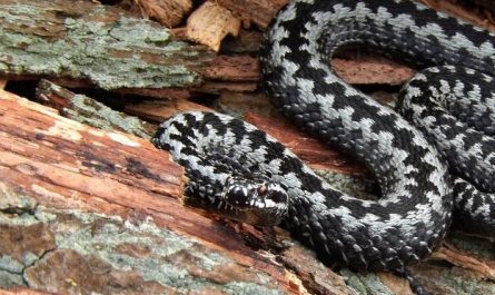 Dream about spotted snake : Meaning & Interpretations