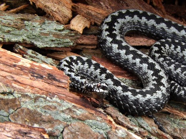 Dream about spotted snake : Meaning & Interpretations