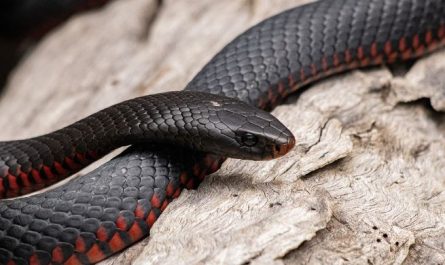 Dream about encountering a black snake : Meaning & Interpretations