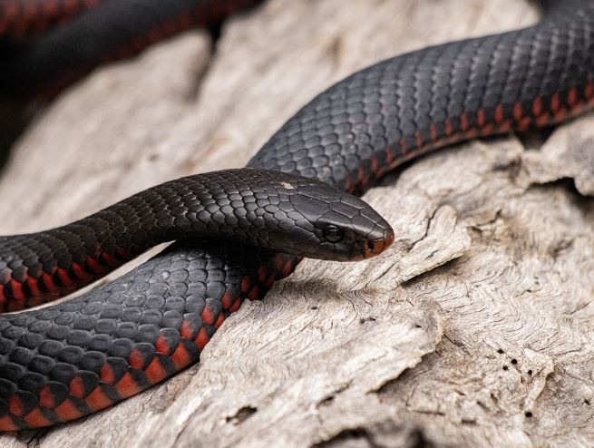 Dream about encountering a black snake : Meaning & Interpretations