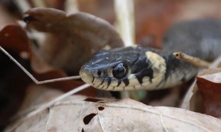 Dream about being bitten by a black snake : Meaning & Interpretations