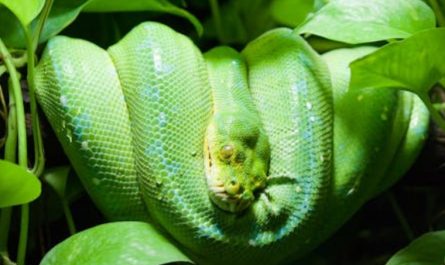Dream about a green snake : Meaning & Interpretations