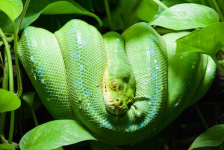 Dream about a green snake : Meaning & Interpretations