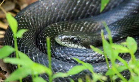 Dreaming of killing a black snake : Meaning & Interpretations