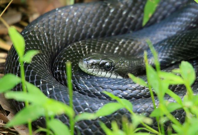 Dreaming of killing a black snake : Meaning & Interpretations