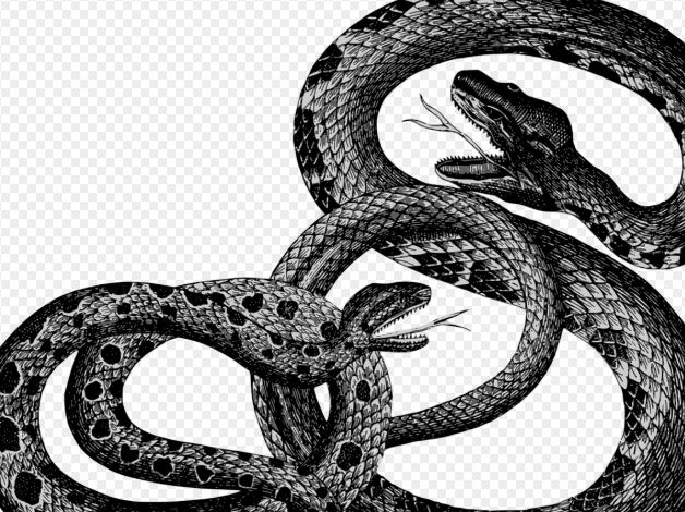 Dream about being bitten by a black snake : Meaning & Interpretations