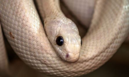 Dreaming of killing a white snake : Meaning & Interpretations