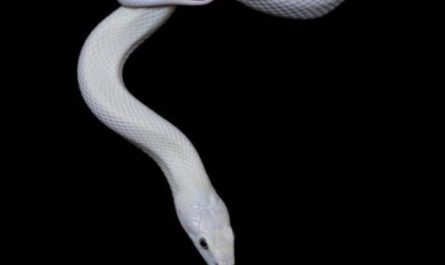 Dream about being bitten by a white snake : Meaning & Interpretations