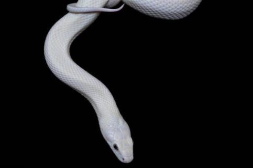 Dream about being bitten by a white snake : Meaning & Interpretations