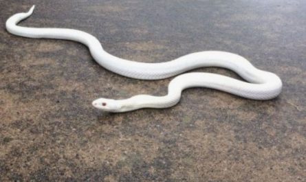 Dream about white snake : Meaning & Interpretations