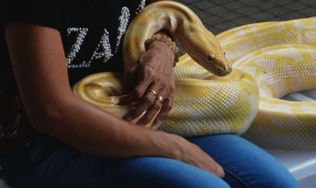 Dream about yellow snake : Meaning & Interpretations