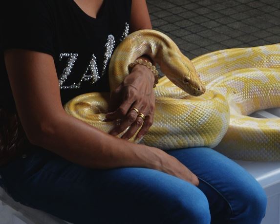 Dream about yellow snake : Meaning & Interpretations