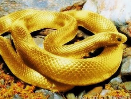 Dream about killing a golden snake : Meaning & Interpretations