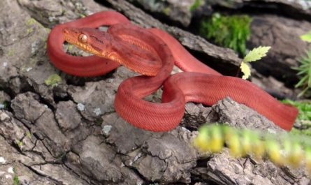 Dream about red snake : Meaning & Interpretations