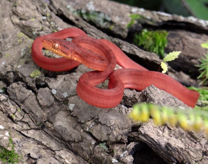 Dream about red snake : Meaning & Interpretations