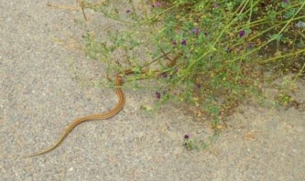 Dream about being bitten by a thread snake : Meaning & Interpretations