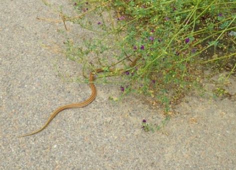 Dream about being bitten by a thread snake : Meaning & Interpretations