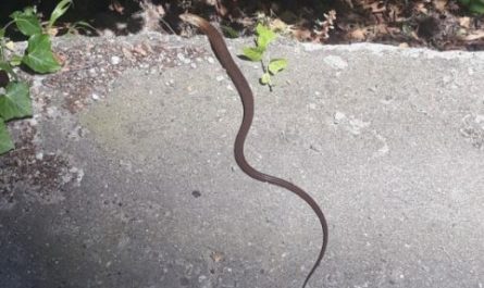 Dream about encountering a thread snake : Meaning & Interpretations