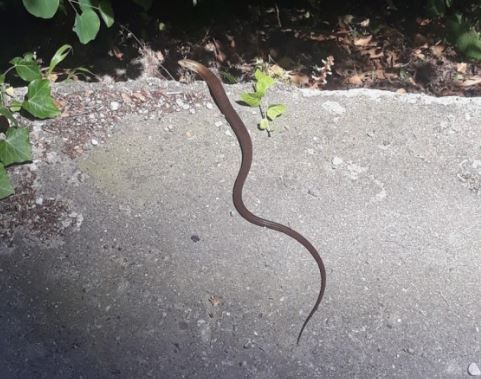 Dream about encountering a thread snake : Meaning & Interpretations