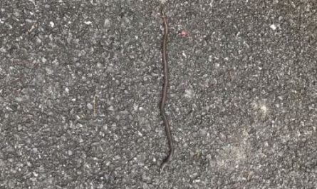 Dream about killing a thread snake : Meaning & Interpretations