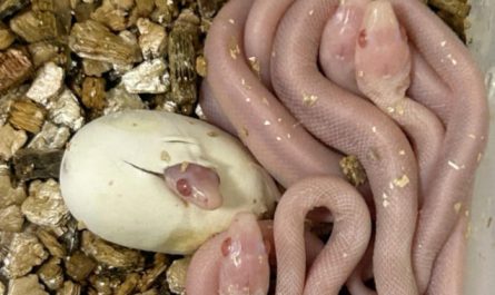 Dream about young snakes : Meaning & Interpretations