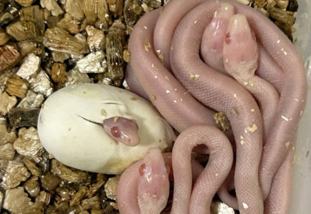 Dream about young snakes : Meaning & Interpretations