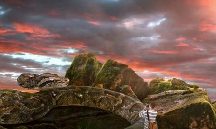 Dreaming of a giant snake : Meaning & Interpretations