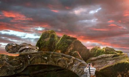 Dreaming of killing a big snake : Meaning & Interpretations