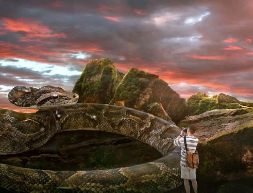 Dream about being bitten by a large snake : Meaning & Interpretations