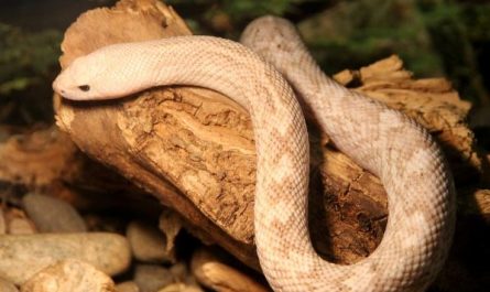 Dreaming of a small snake : Meaning & Interpretations