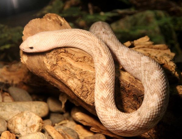 Dreaming of a small snake : Meaning & Interpretations