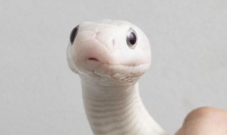 Dream about meeting a white snake : Meaning & Interpretations