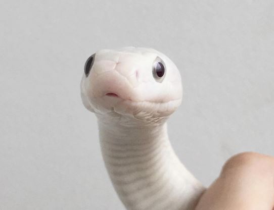 Dream about meeting a white snake : Meaning & Interpretations