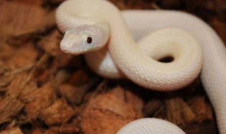 Dream about killing a white snake : Meaning & Interpretations