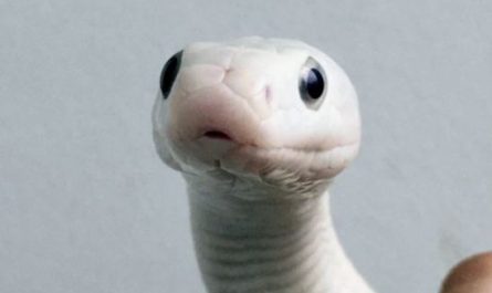 Dream about being bitten by a white snake : Meaning & Interpretations