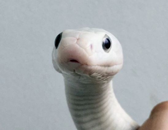 Dream about being bitten by a white snake : Meaning & Interpretations