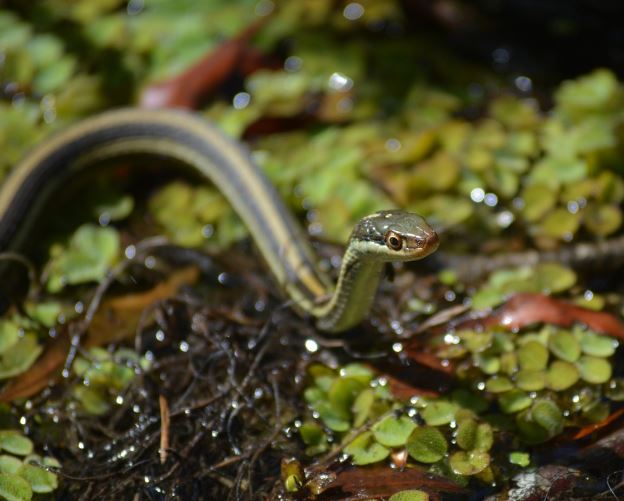 Dream about water snakes : Meaning & Interpretations