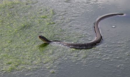 Dreaming of killing a water snake : Meaning & Interpretations